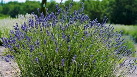 Blooming Lavender Stock Footage 132646377