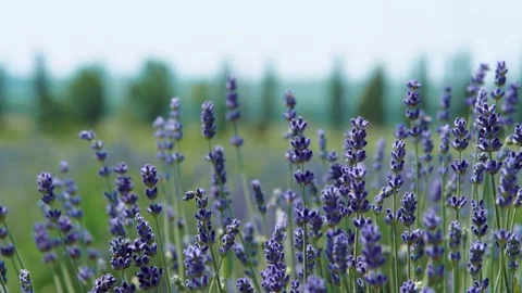 Blooming Lavender Stock Footage 132646643