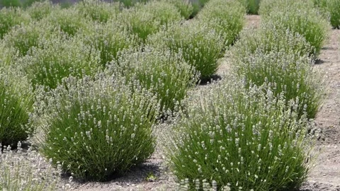 Blooming Lavender Stock Footage 132646968