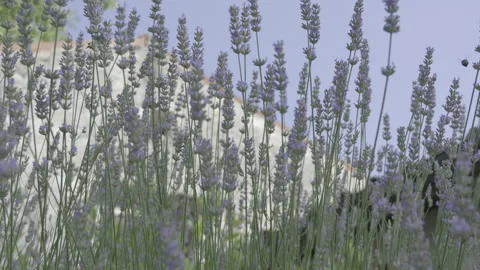 Blooming lavender Stock Footage 158112018