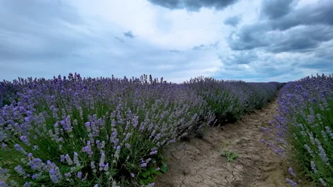 Blooming lavender Stock Footage 202890241