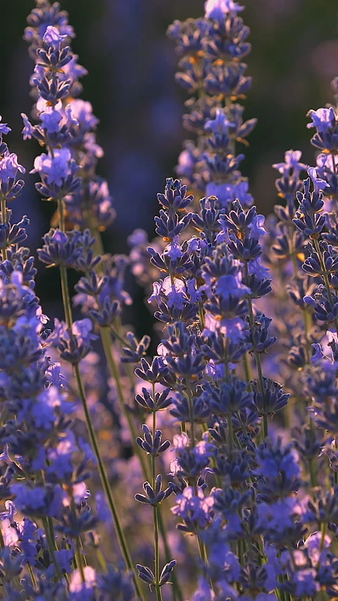 Blooming lavender Video stock 293155510