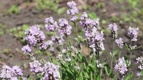Blooming lavender in an open area close-up. Natural ingredient for aromatherapy Video stock 203931646