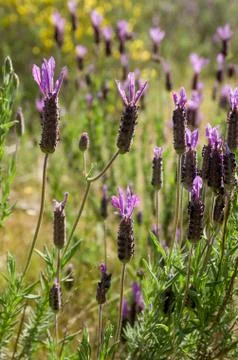Blooming Lavender Stock Photos