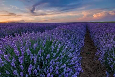 Blooming lavender Stock Photos