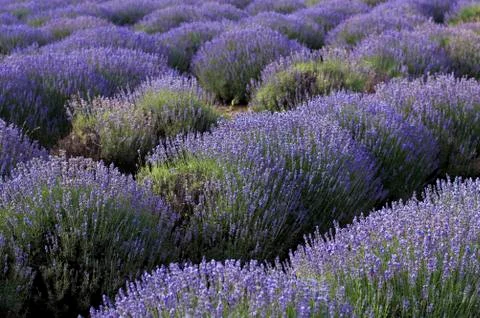 Blooming lavender Stock Photos