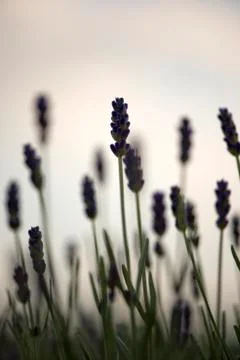 Blooming lavender Stock Photos