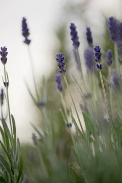 Blooming lavender Foto stock