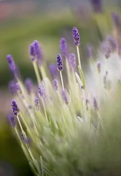 Blooming lavender Stock Photos