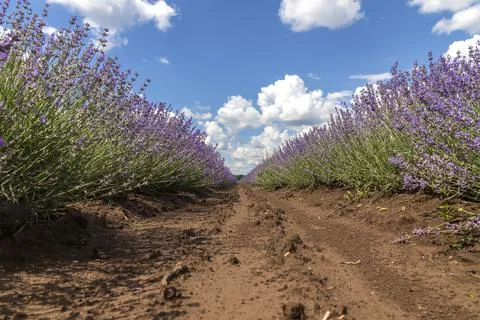 Blooming lavender Stock Photos