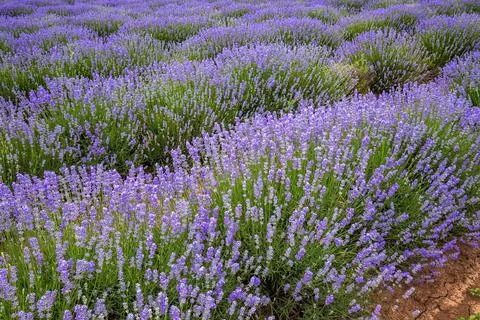 Blooming lavender Foto stock