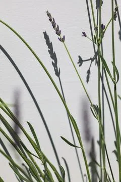 Blooming lavender plant Stock Photos