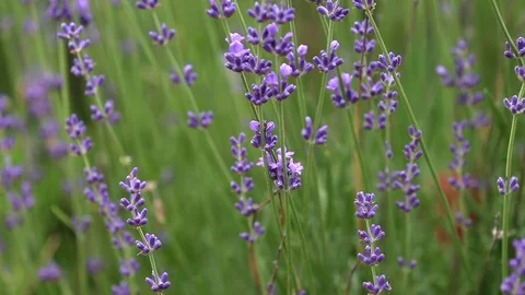 Blooming lavender in Provence Stock Footage 90550395