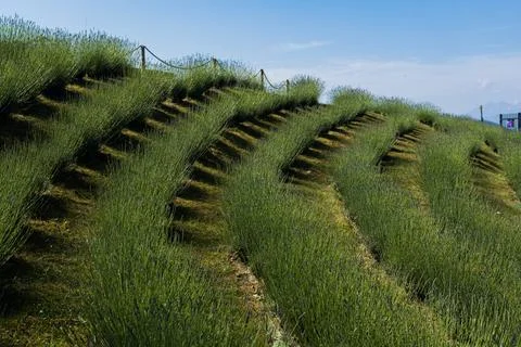 Blooming lavender rows on a hillside under a clear blue summer sky 库存照片