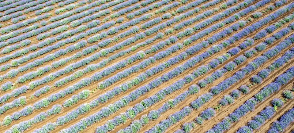 Blooming lavender rows. Stock Photos