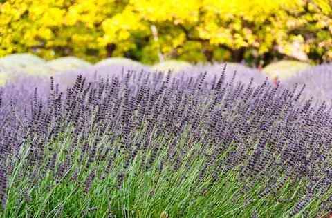 Blooming lavender - Shepherds Flat Stock-Fotos