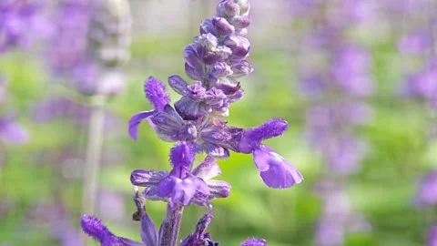 Blooming lavender sprig in the foreground close up. Stock Footage 305233268