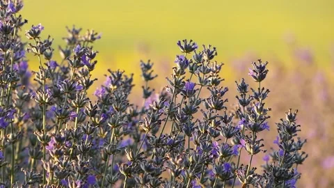 Blooming Lavender at Sunset Close-Up 2019 Stock Footage 322151128