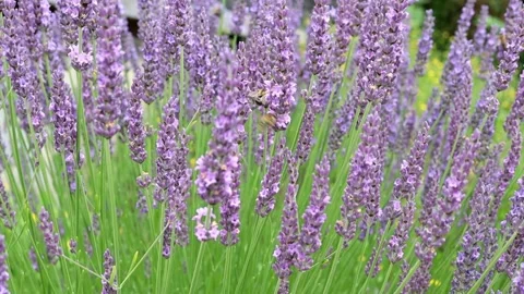 Blooming lavender sways Stock Footage 236722435