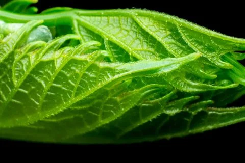 Blooming leaf texture isolated on black background1 Stock Photos