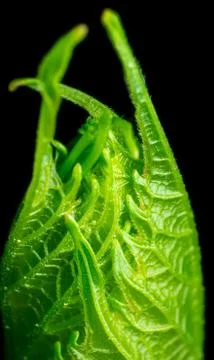 Blooming leaf texture isolated on black background, closeup, macro Stock Photos