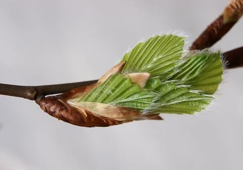 Blooming leaves in spring - 1 Stockfoto's