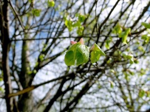 Blooming leaves on a tree, closeup Foto stock