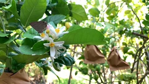 Blooming lemon flower on tree. Stockbeeldmateriaal 202083001