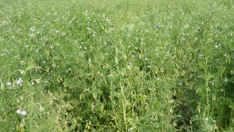 Blooming Lentil Crop Video stock 332583117