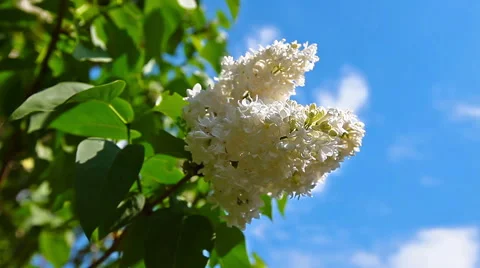 Blooming lilac against cloudy sky Stock Footage 50421775