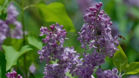 Blooming lilac and Hoverfly Stock Footage 308746473