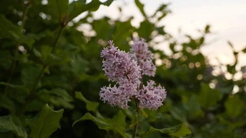 Blooming lilac blossom Stock Footage 91207837