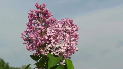 Blooming lilac on a blue sky background Stock Footage 237735923