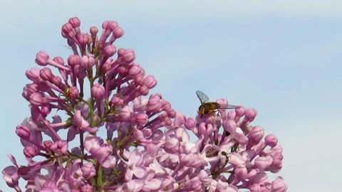 Blooming lilac on a blue sky background Stock Footage 237735951