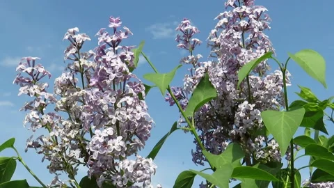 Blooming lilac on a blue sky background Stock Footage 237735953