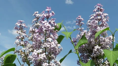 Blooming lilac on a blue sky background Stock Footage 237735971