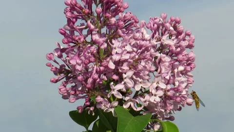 Blooming lilac on a blue sky background Stock Footage 237735972