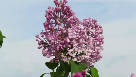 Blooming lilac on a blue sky background Stock Footage 237735977