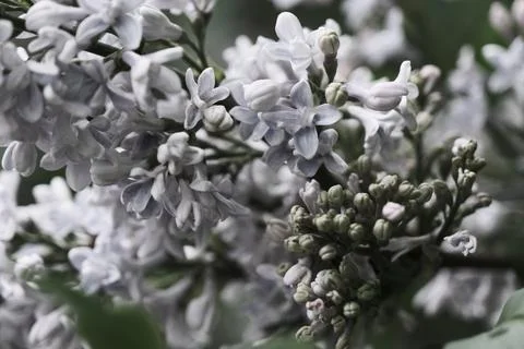 Blooming lilac branch close-up in the spring garden outdoors Stock Photos