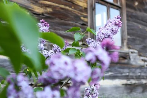 Blooming lilac branches on the background of a rustic window, space for text Stock Photos