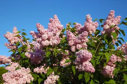 Blooming lilac branches Stock Photos
