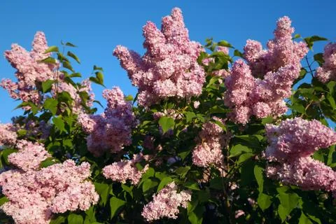 Blooming lilac branches Stock Photos