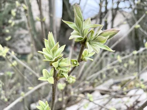 Blooming lilac branches Stock Photos
