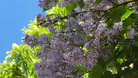 Blooming lilac branches shaking on wind Stock Footage 274650954