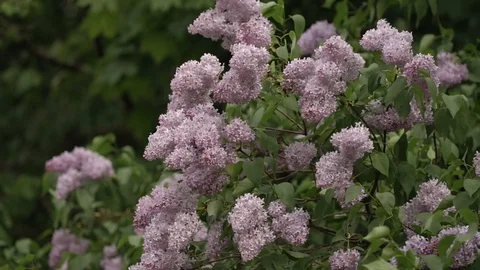 Blooming lilac. branches swaying in the wind Stock Footage 102368301