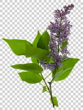 Blooming lilac bush with a delicate tiny flower. Lilac lilac flower on a bu.. Stock Photos