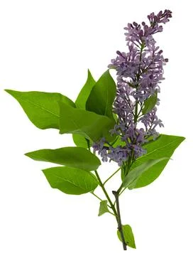Blooming lilac bush with a delicate tiny flower. Lilac lilac flower on a bu.. 스톡 사진