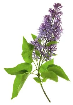 Blooming lilac bush with a delicate tiny flower. Lilac lilac flower on a bu.. Stock Photos
