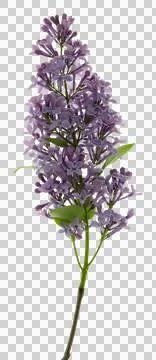 Blooming lilac bush with a delicate tiny flower. Lilac lilac flower on a bu.. Fotos Stock