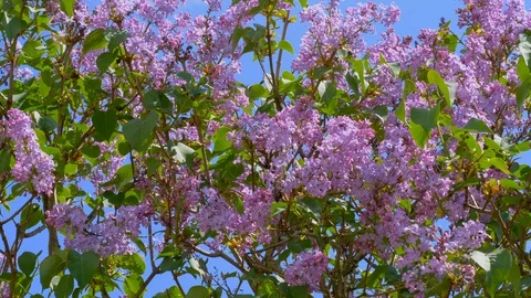 Blooming lilac bush Video stock 128757129